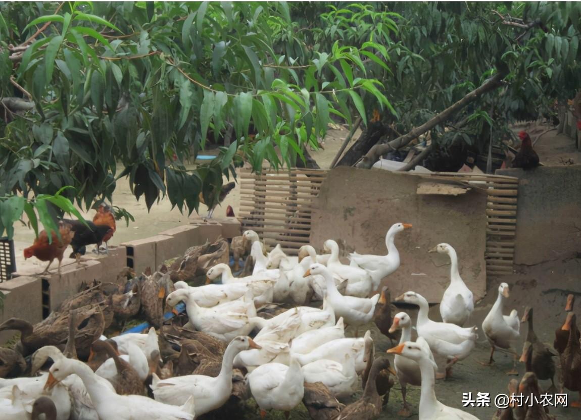 养什么赚钱()