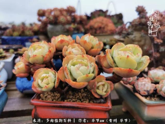 晴天橙子可爱头像微信，晴天橙子可爱头像（有多少次的会心一笑，全因多肉）