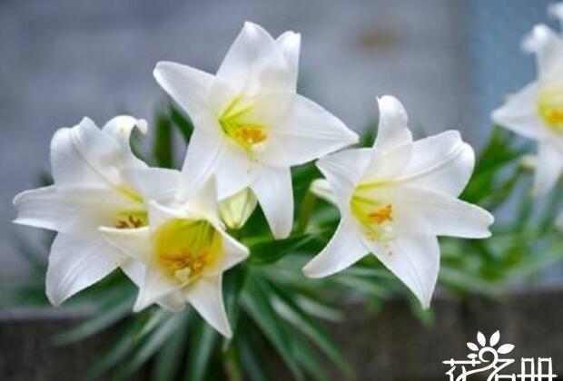 合欢花有什么寓意，这是十种象征爱情的花卉