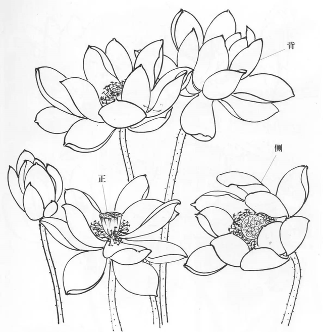 水墨画初学者入门教程，水墨画入门教程（图文教程：画水墨荷花）