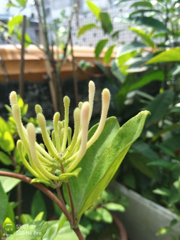 什么花茶香味最浓，夏天适合喝花茶