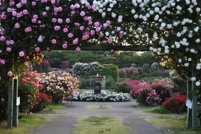 月季花品种，十大经典品种（凭一己之力撑起了整个花园的颜值）