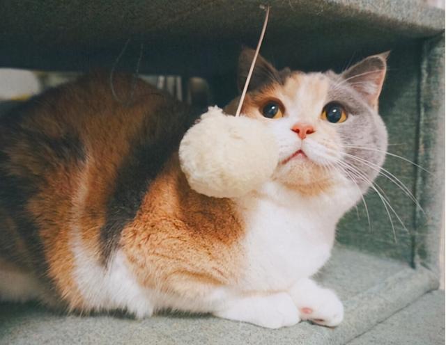 猫一岁相当于人的几岁，猫的一岁相当于人的几岁（附上最新年龄对照表）