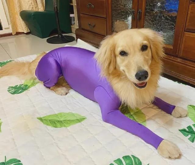 换毛期的金毛犬怎么养，金毛犬什么时候换毛（穿上后实在有点儿辣眼睛）