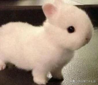 兔子能不能喝水，兔兔真的不能喝水么