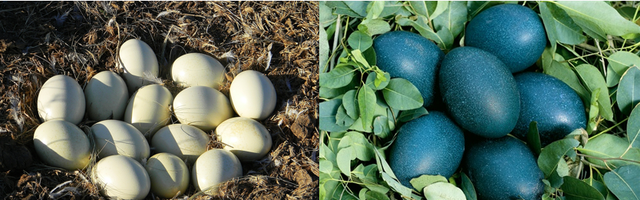 鸸鹋和鸵鸟的区别，鸵鸟和鸸鹋的区别（\