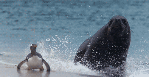 哺乳动物有哪些，世界上哺乳类动物有哪些（哺乳类动物和图片）