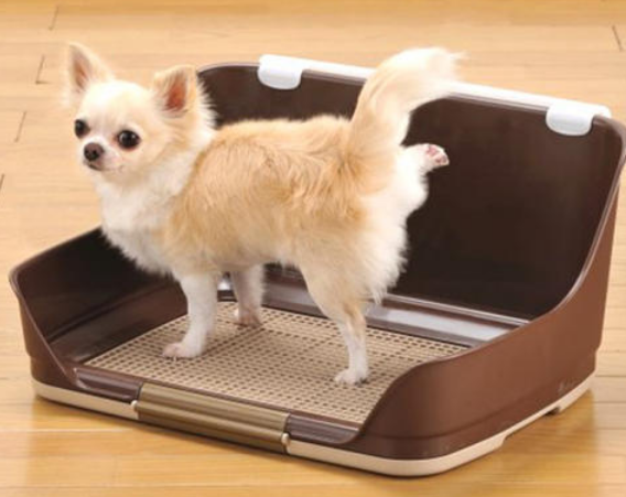 养狗需要做哪些方面的准备，养狗之前需要准备什么（养狗狗所需的“物品清单”）