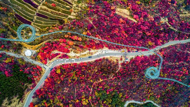 满山红叶似彩霞，阿宝歌曲大全（山东最全赏红叶地图来了）