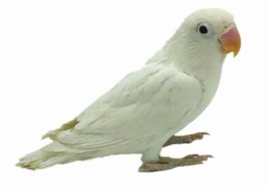 白面兰花牡丹鹦鹉图片