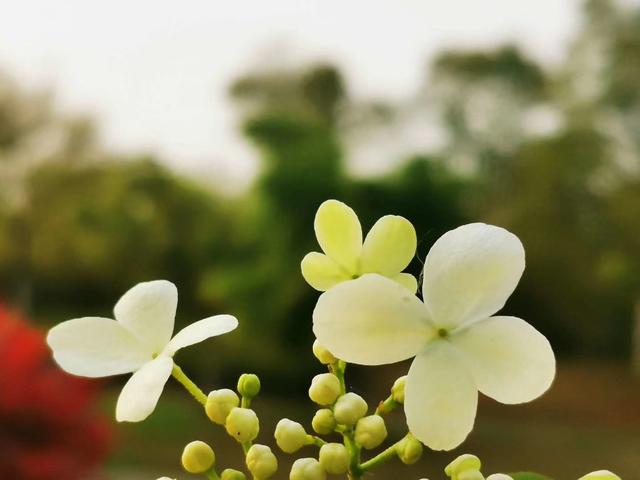 琼花的花语是什么，琼花是一种什么花（美丽浪漫的爱情<荀守奎摄>）
