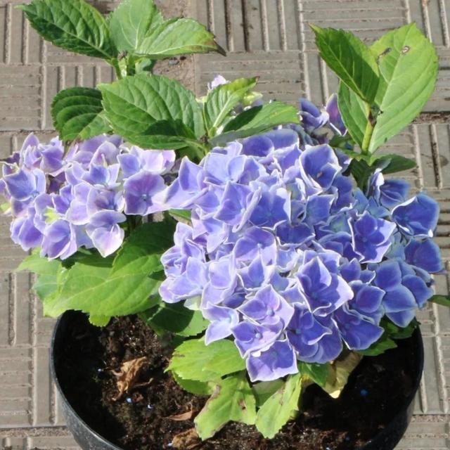 绣球花的养殖方法和注意事项，绣球花的养殖方法和注意事项冬季（盆栽也能保证年年复花）