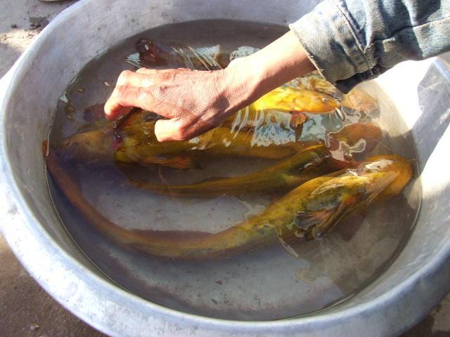 今日黄辣丁价格表，要注意些什么问题（黄河“巨型黄辣丁”被人钓起）