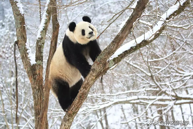 老虎冬眠吗，冬眠的动物有哪些（为何会遭遇东北虎猎杀）