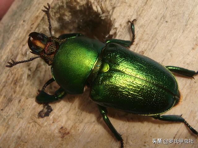 楸型虫是什么，楸型虫图片欣赏（这些金锹你都认识）