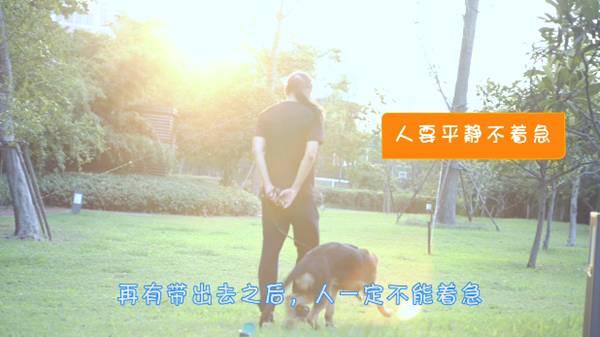 怎样训练小狗拉屎，怎样训练小狗拉屎视频（百分之八十养宠新手的烦恼——怎么训练狗狗上厕所）