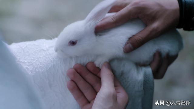 忘羡塞莲子，忘羡七夕莲子全（《陈情令》忘羡之携手篇4）