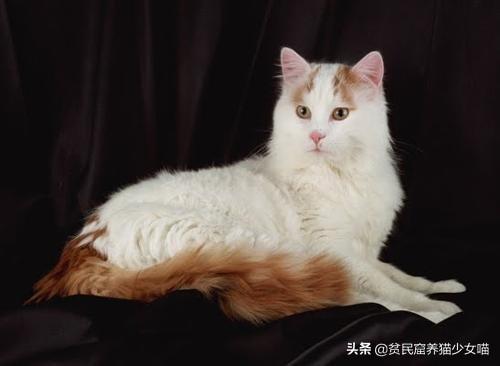 土耳其最浪漫的猫，实际上身价高过布偶猫——土耳其梵猫