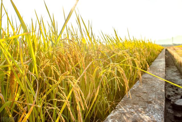 六月六看谷秀是什么意思，夏天里的成长六月六看谷秀是什么意思（要吃闺女一刀肉”）