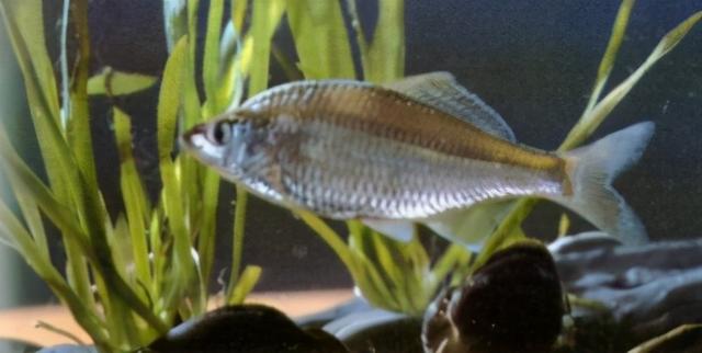 淡水观赏鱼种类，淡水观赏鱼的种类大全！（中国淡水观赏鱼图集<一>）