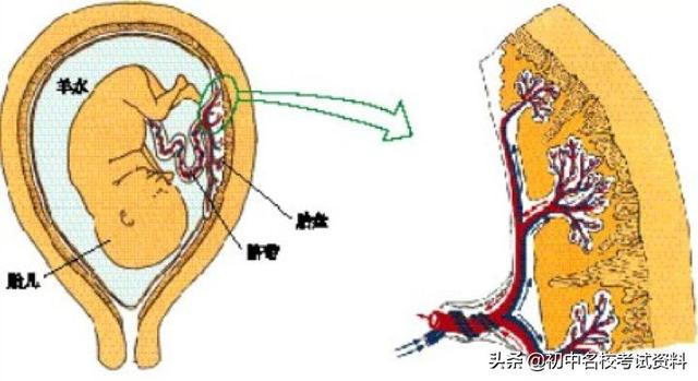 血型配对表图口诀，血型遗传规律表顺口溜（冲刺2020年中考-初中生物记忆口诀+知识点大全）