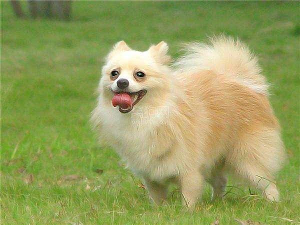 宠物狗品种图片大全，宠物狗的品种（常见宠物狗大全：品种）