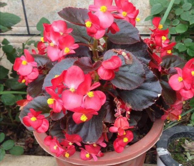 什么花四季都开，一年四季开花不断的花（5种漂亮的花）