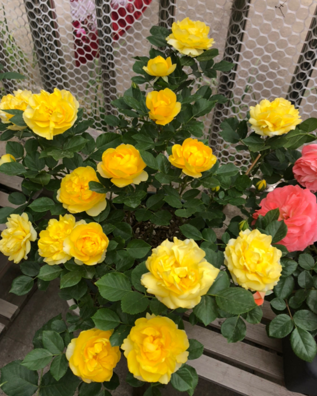 水培郁金香，买花也要看季节（水培郁金香种球怎么种植）