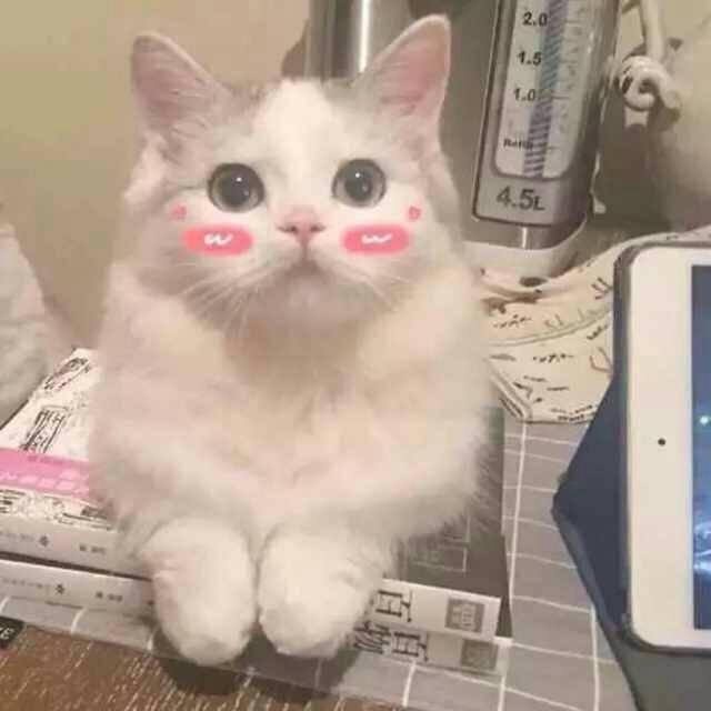 好听高雅又聚财的网名，雅而不俗的微信名（招财吉利的宠物名字拥有好运-可爱点）