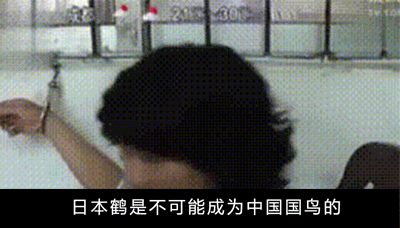 中国的国鸟是什么鸟，中国的国鸟是什么动物（绝大多数的人都不知道）