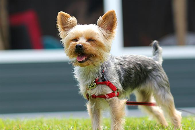 十大最省心的小型犬品种，第一次养狗养它轻松很多