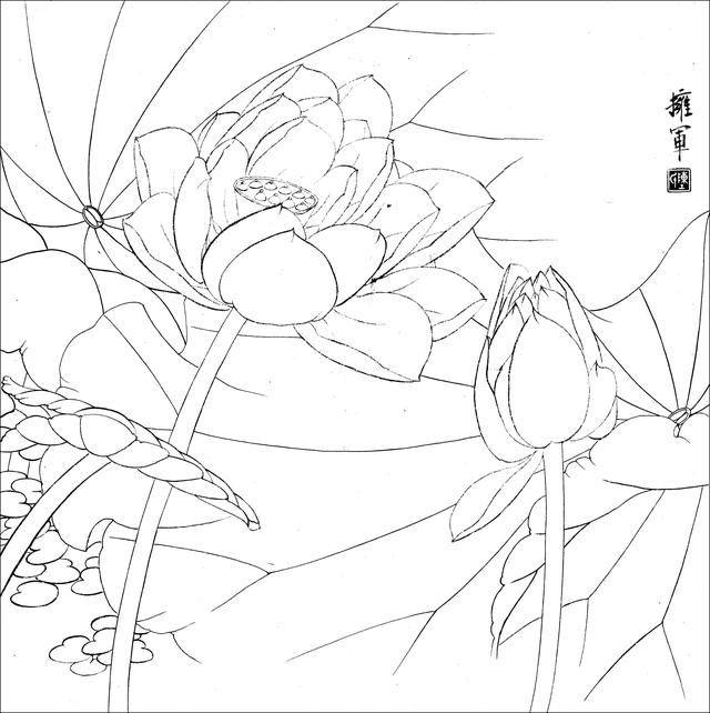 工笔荷花白描，高清工笔荷花白描 110幅
