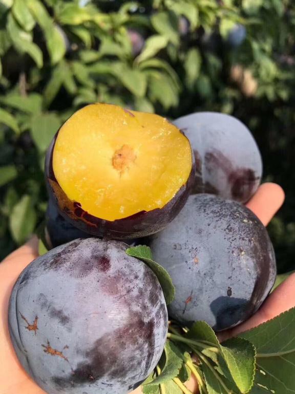 黑布林是李子吗，黑布林和李子是一种水果吗（黑布林和黑宝石李你能分辨出来吗）