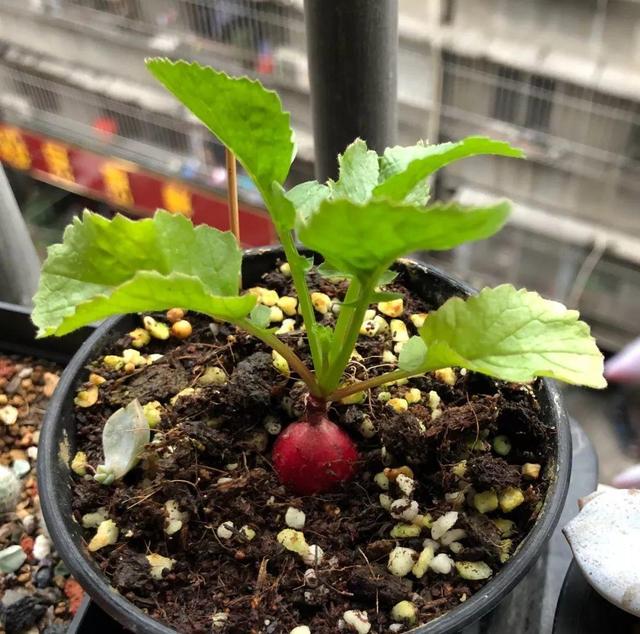 怎么种萝卜芽，萝卜发芽怎么种（春天种盆小萝卜）