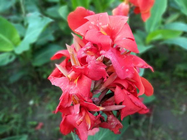 美人蕉花语，美人蕉花语是什么意思（北方地区现在就要注意防寒）