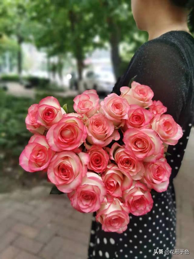 爱莎玫瑰花语,高级文案关于玫瑰(玫瑰品鉴——带你认识玫瑰的花花世界