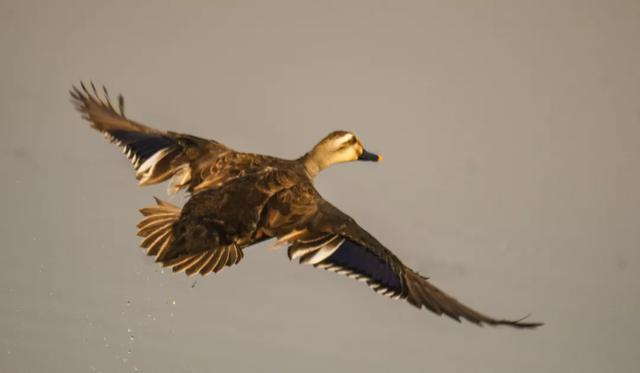 野鸭的种类有哪些，野鸭子有哪几种（TA就是野鸭中最靓的仔）