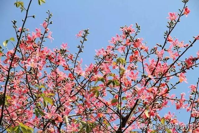 大腹木棉果实能吃吗，异木棉果能吃吗（一树开花，这是属于南方的浪漫）