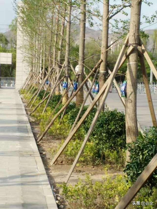 栽什么意思解释，栽字笔画笔顺（树木栽植有哪三个原则）