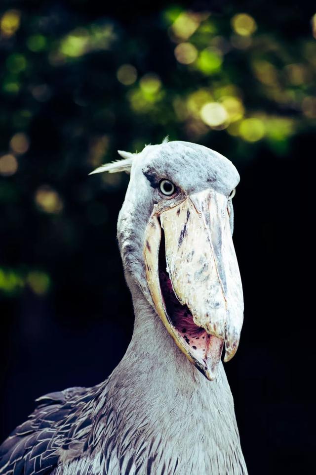 鹳怎么读，颧怎么读音读出来（鹬、鸫、鸲、鹟、鹎、鹳、鹮……这都是啥鸟）