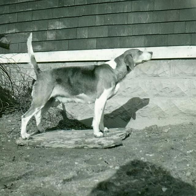 美国猎狐犬，英国猎狐犬<English（美国猎狐犬出售）