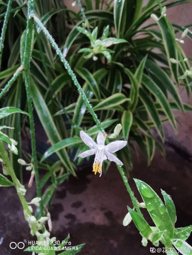 花卉图片及名称大全，常见绿植花卉及名称大全（100种常见花图鉴）