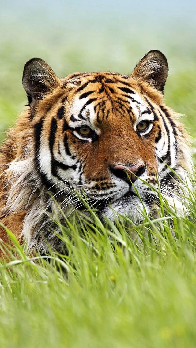 霸气图案图，什么纹身霸气（霸气威武强悍的老虎壁纸图）