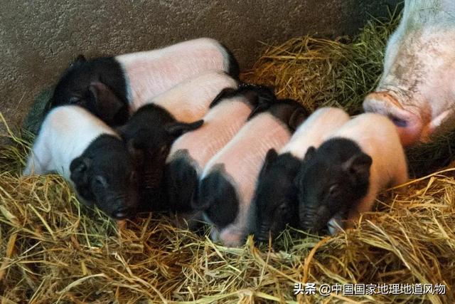 火腿中的南腿，火腿中的南腿北腿都是指什么地方（这条腿，谁看了不流口水）