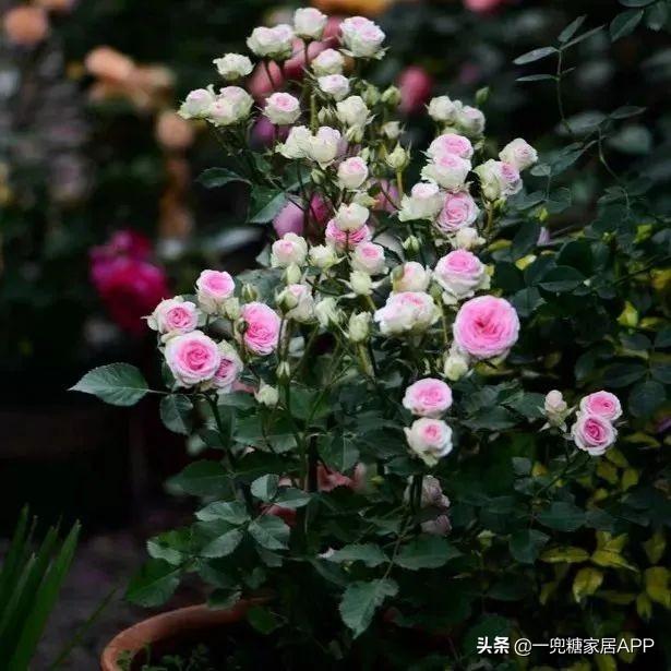 淘宝网花店(淘宝商城花卉市场)