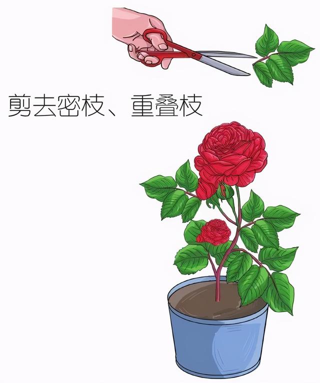 玫瑰要怎么养才长得好，难在正确的栽种方法与步骤