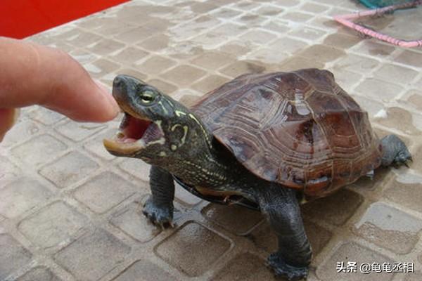 乌龟怎样才算认可主人，乌龟怎样才算认可主人（怎么培养龟龟的互动性）