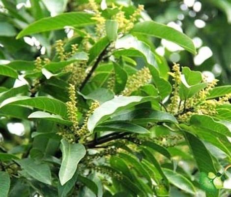 国家一级保护植物的名单，国家一级保护植物简介（植物世界丨国家一级重点保护野生植物名录）