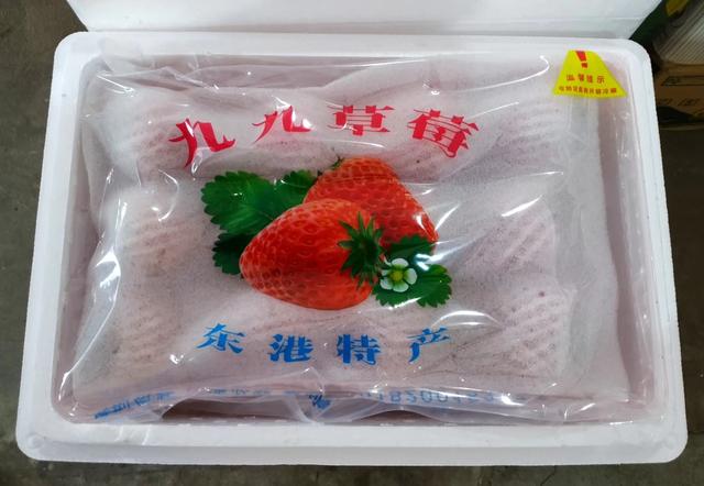 丹东99草莓是四季吗 丹东大草莓孕妇能吃吗，丹东99草莓是四季吗（怀孕可以吃丹东九九草莓吗）