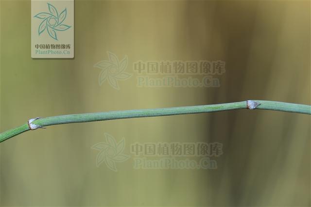 本草图经作者是谁，《本草图经》的作者（芎藭 蘼蕪 藁本）